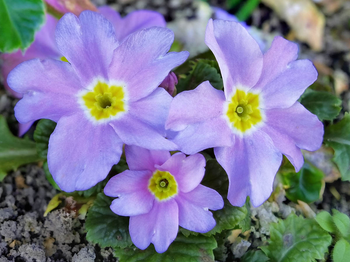 Primula 'Groenekan's Glorie' in bloom in a spring garden in Northern Europe